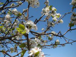 Springtime in Athens, Texas brings blooming trees and flowers, such as the Bradford Pear tree that is seen throughout the town.